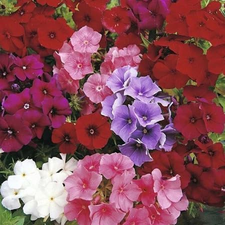 Mixed Phlox Flower Seeds - Heirloom Non GMO High Germination Organic Flower Seeds for Planting