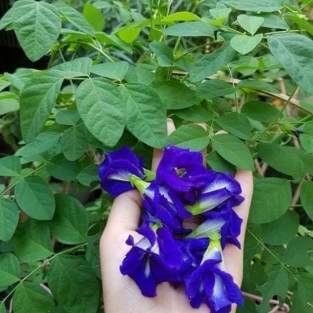 clitoria ternatea flower in bed garden Fruit