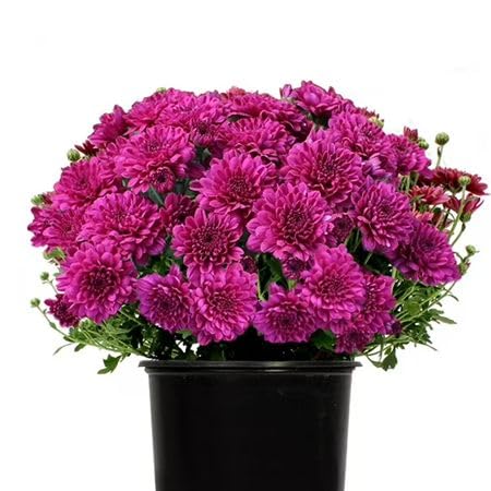 Dark Pink Chrysanthemum Flower Seeds - Heirloom Non GMO High Germination Premium Garden Seeds for Planting