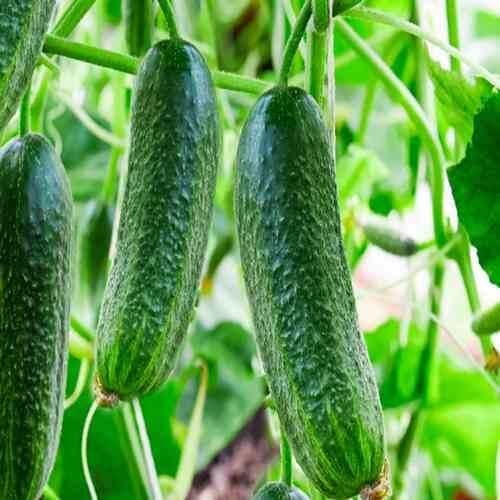 Green Cucumber vegetable seeds for Home Gardening, Heirloom, Non-GMO, High Germination for kitchen garden planting