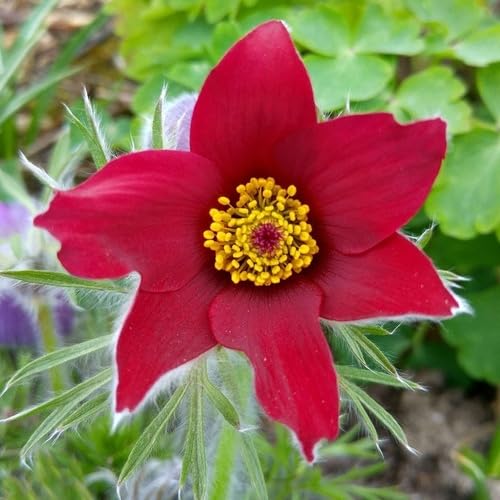 Red Pasque Flower Seeds