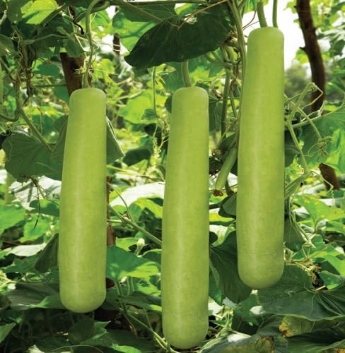 Bottle Gourd Vegeteble Seeds Green vegetable seeds for Home Gardening, Fresh Seasonal Vegetable for kitchen garden planting