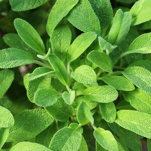 Green Sage Plant Seeds herb seeds - natural growing, healthy herbs garden seeds