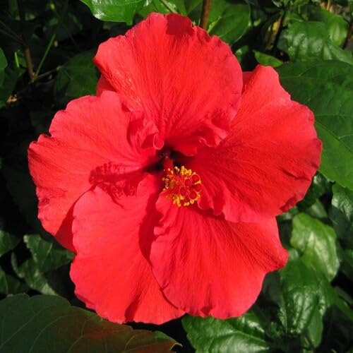 Red Hibiscus Flower Seeds
