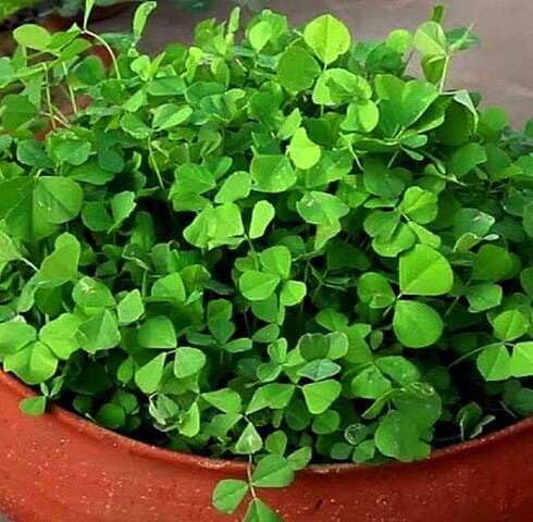 Green Methi Plant Seeds herb seeds - natural growing, healthy herbs garden seeds