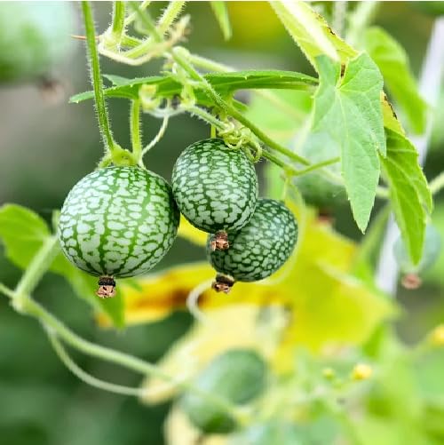 Green Cucamelon fruit seeds for organic garden planting
