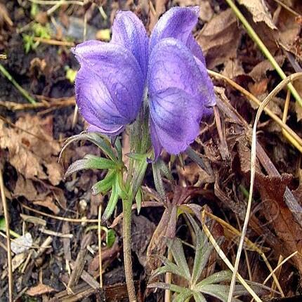 Violet Monkshood Flower Seeds