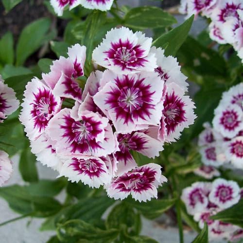 Purple Dianthus Flower Seeds
