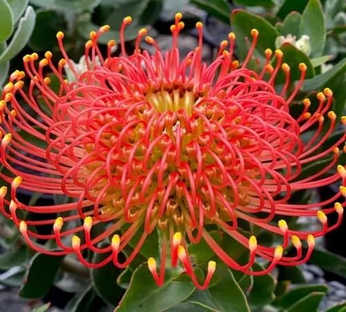 red protea flower seeds