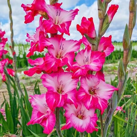 Gladiolus Flower Seeds