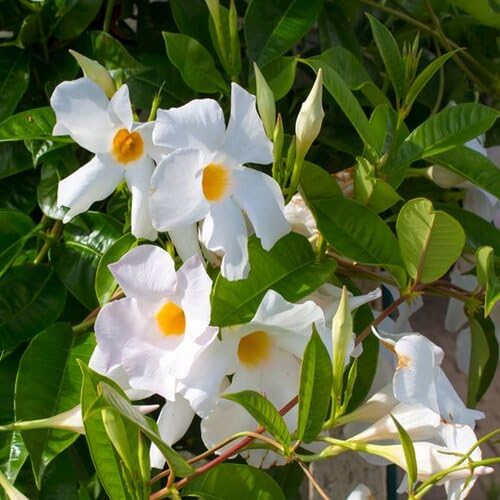 Mandevilla Flower Seeds
