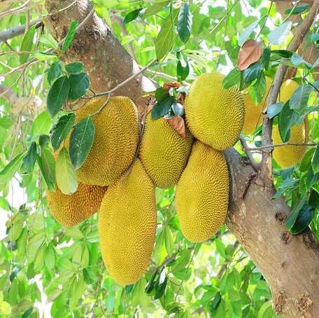 Yellow Jackfruit fruit seeds for organic garden planting