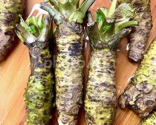 Brown Wasabi vegetable seeds for Home Gardening, Fast Growing Home Garden Variety Premium for kitchen garden planting