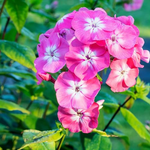 Pink Giant Phlox Flower Seeds