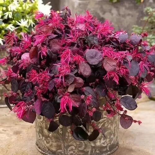 Purple Loropetalum Flower Seeds