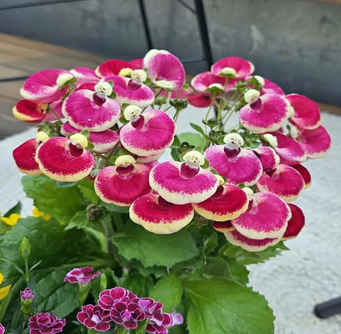 pink calceolaria flower seeds