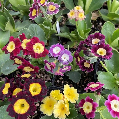 Mixed Primula Auricula Flower Seeds