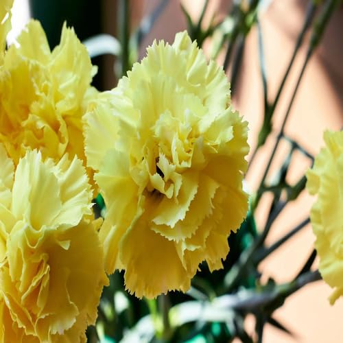 Yellow Carnation Flower Seeds