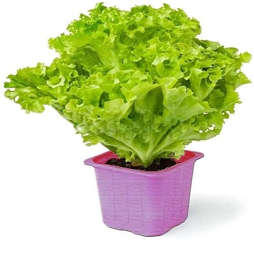 Green Lettuce Seeds vegetable seeds - Heirloom, Organic, Non Gmo Garden Seeds for kitchen garden planting