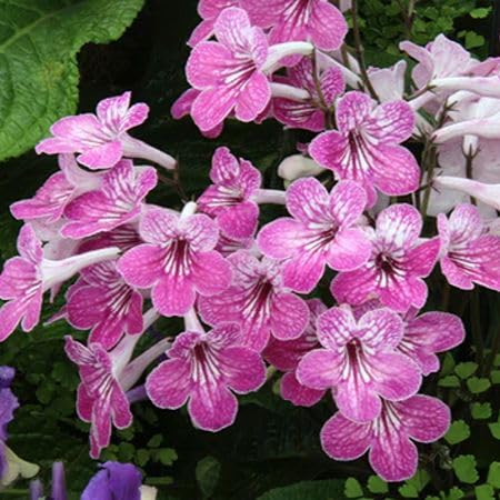 Pink Streptocarpus Flower Seeds