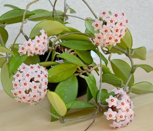 Red White Carnosa Flower Seeds