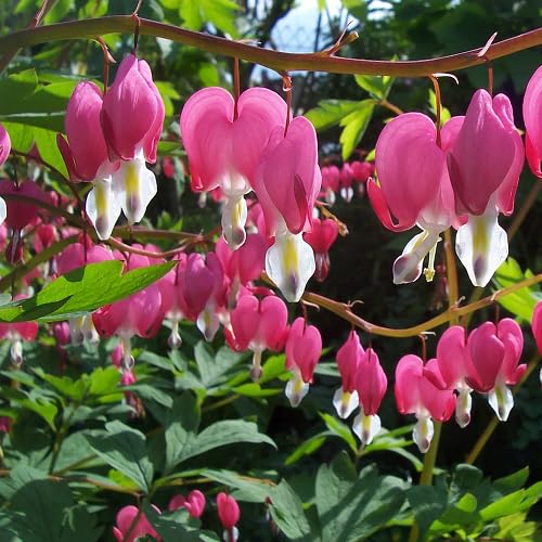 Pink Climbing Dicentra Flower Seeds