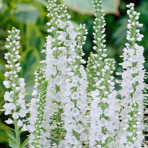 White Veronica Flower Seeds