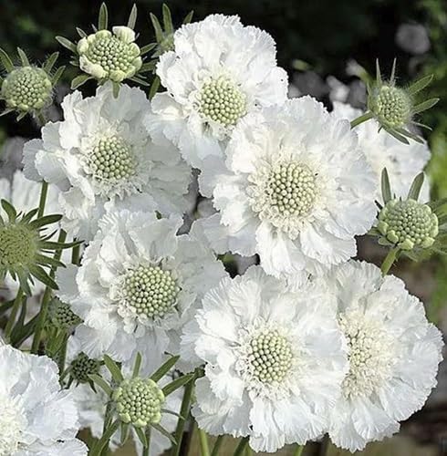 scabiosa Flower Seeds