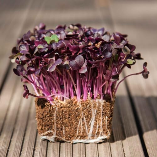 red Radish Sprout vegetable seeds for Home Gardening, Organic Raised Bed Garden Favorite for kitchen garden planting