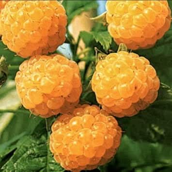 Gold Raspberry Fruit Cultivating Golden Sweet Raspberries Fruit Seeds