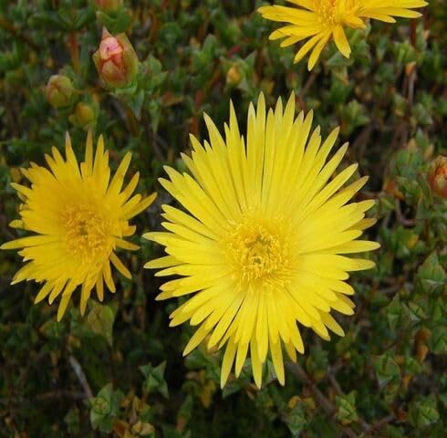 Yellow Mesembryanthemum Flower Seeds