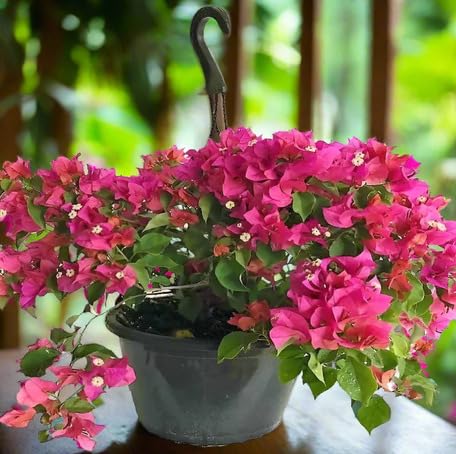 Pink Bougainvillea Flower Seeds