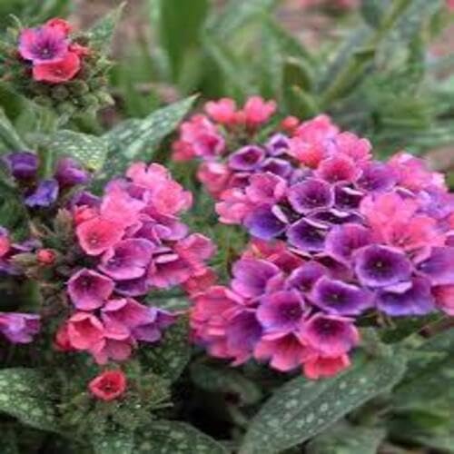 Pulmonaria Flower Seeds