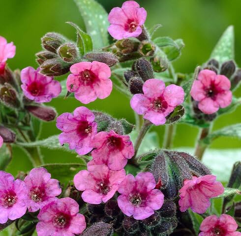 Pink Lungwort Flower Seeds