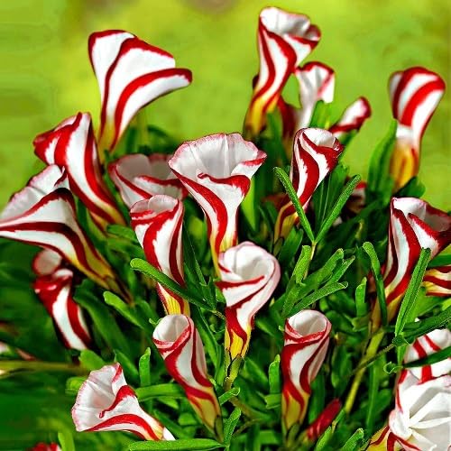 Mixed Oxalis Flowers Seeds