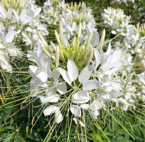 White Cleome Flower Seeds