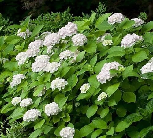 white hydrangea flower seed