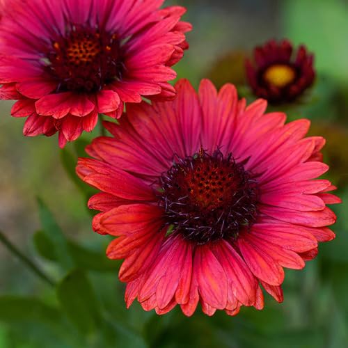 Pink Gaillardia Flower Seeds