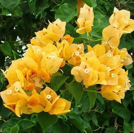 yellow bougainvillea flower seeds