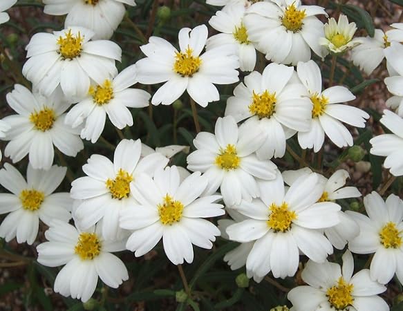 white melampodium flower seeds