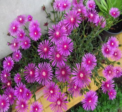 Pink Delosperma Flower Seeds