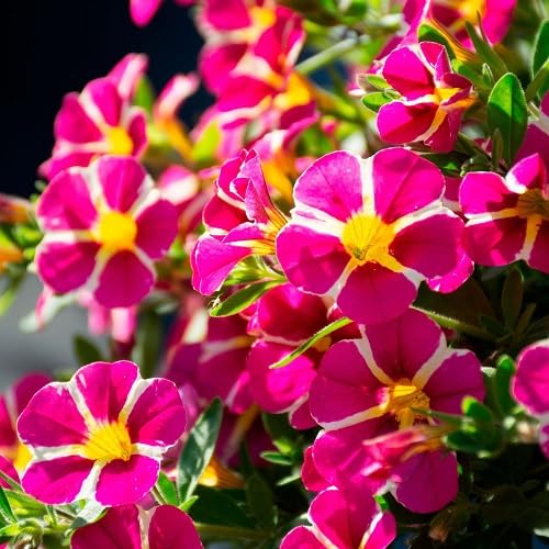 Pink Yellow Petunia Flower Seeds