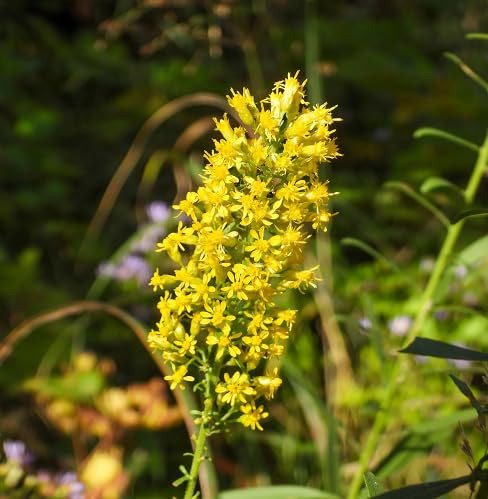 Yellow Solidago speciosa Flower Seeds