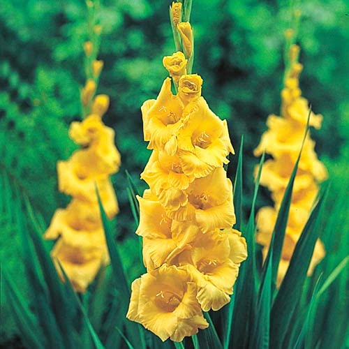 Yellow Gladiolus Flower Seeds