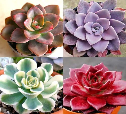 Mixed Echeveria Flower Seeds