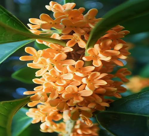 yellow osmanthus flower seeds