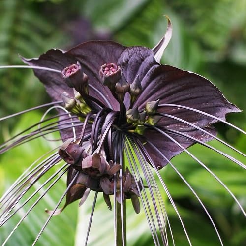 Black Tacca Chantrieri Flower Seeds