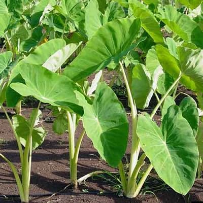 Chinese Yam vegetable seeds for Home Gardening, Heirloom, Non-GMO, High Germination Organic for kitchen garden planting