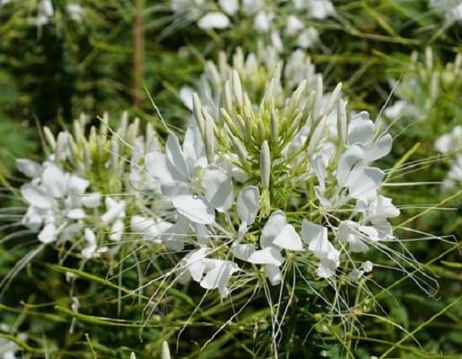 White cleome Flower Seeds