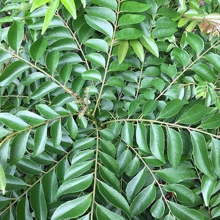 Curry Leaf vegetable seeds for Home Gardening, Heirloom, Non-GMO, High Germination Organic for kitchen garden planting